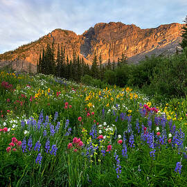 ALbion WIld by Ryan Smith