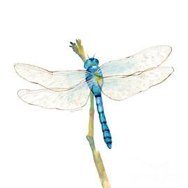 Blue Dragonfly by Amy Kirkpatrick