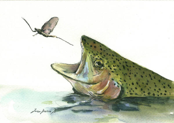 Rainbow Trout #1 Art Print