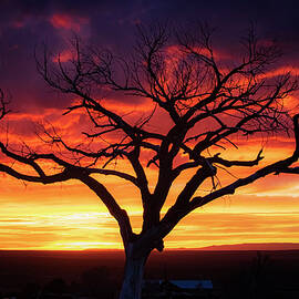 Taos Welcome Tree by Elijah Rael