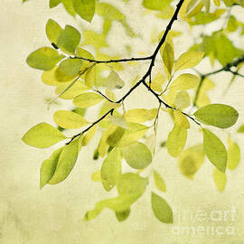 green foliage series by Priska Wettstein