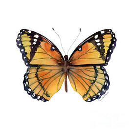 76 Viceroy Butterfly by Amy Kirkpatrick