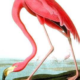 American Flamingo by John James Audubon