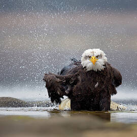 Bald Eagle by Milan Zygmunt