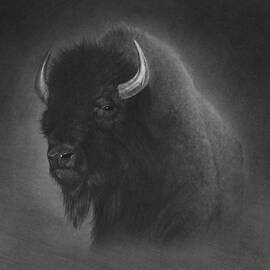 Buffalo by Tim Dangaran