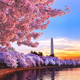 Cherry Blossom Festival  by Olivier Le Queinec