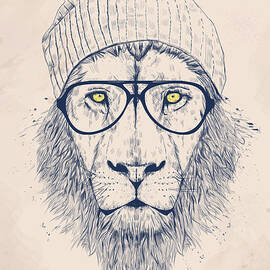 Cool lion by Balazs Solti