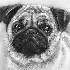 Cute Pug by Olga Shvartsur