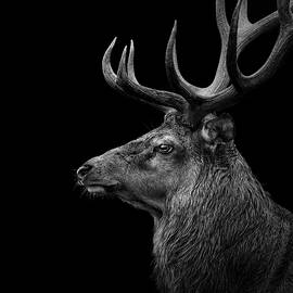 Deer In Black And White by Lukas Holas