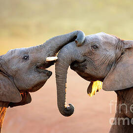Elephants touching each other by Johan Swanepoel