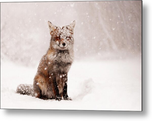 Fairytale Fox _ Red Fox In A Snow Storm Metal Print