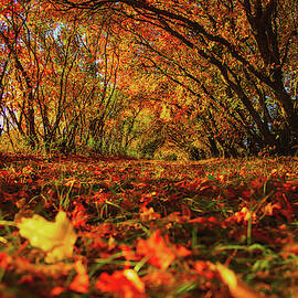 FALL by Aaron J Groen