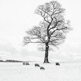 Farndale Winter by Janet Burdon