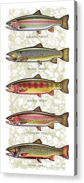 Five Trout Panel Acrylic Print