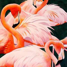 Flamingos by Robert Hooper