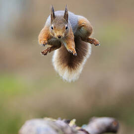 Flyer by Howard Ashton-jones