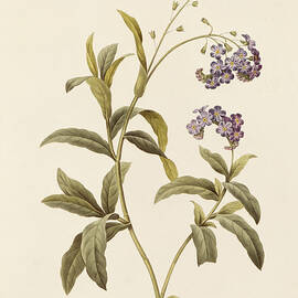 Forget Me Not by Pierre Joseph Redoute