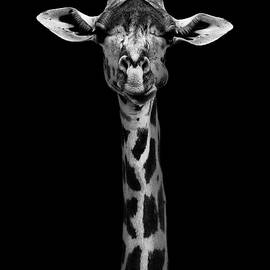 Giraffe Portrait by Wildphotoart