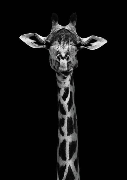 Wall Art - Photograph - Giraffe Portrait by Wildphotoart