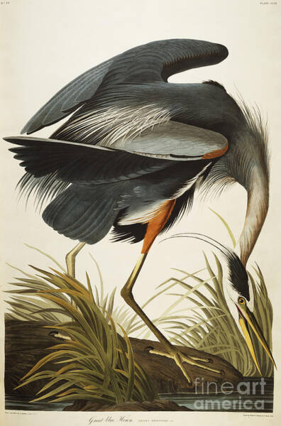 Wall Art - Drawing - Great Blue Heron by John James Audubon