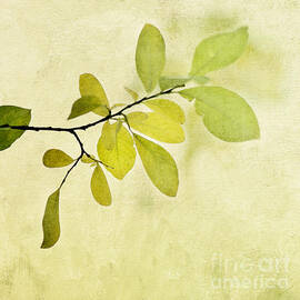green foliage series by Priska Wettstein