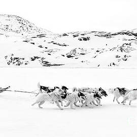 On the Trail to Home by Janet Burdon