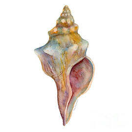 Horse Conch Shell by Amy Kirkpatrick