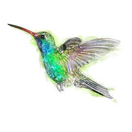 Hummingbird by Peter Farago