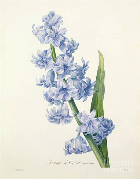 Wall Art - Drawing - Hyacinth by Pierre Joseph Redoute