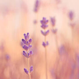 Lavandines 02 - s09a by Variance Collections