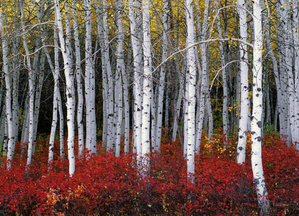 Wall Art - Photograph - Light in Forest Collectors Autumn Aspen by Leland D Howard