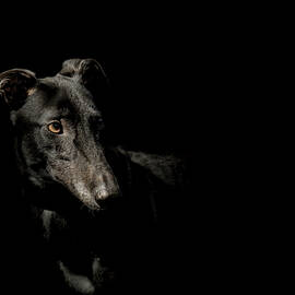 Loyalty by Paul Neville