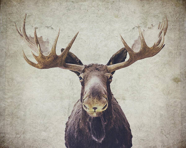 Moose Art Print