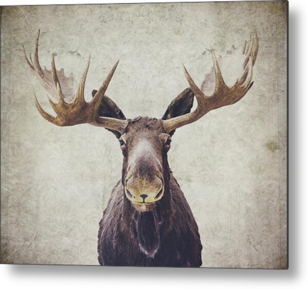 Moose Metal Print