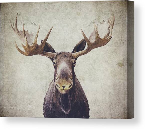 Moose Canvas Art Print by Nastasia Cook