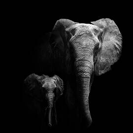 Mother And Child by Wildphotoart