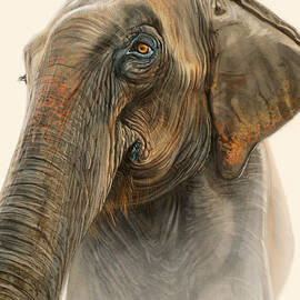 Old Lady of Nepal 2 by Aaron Blaise