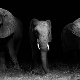 Out Of The Darkness by Wildphotoart