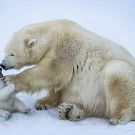 Polar Bear With Mom by Anton Belovodchenko