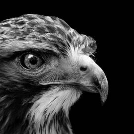 Portrait of Common Buzzard in black and white by Lukas Holas