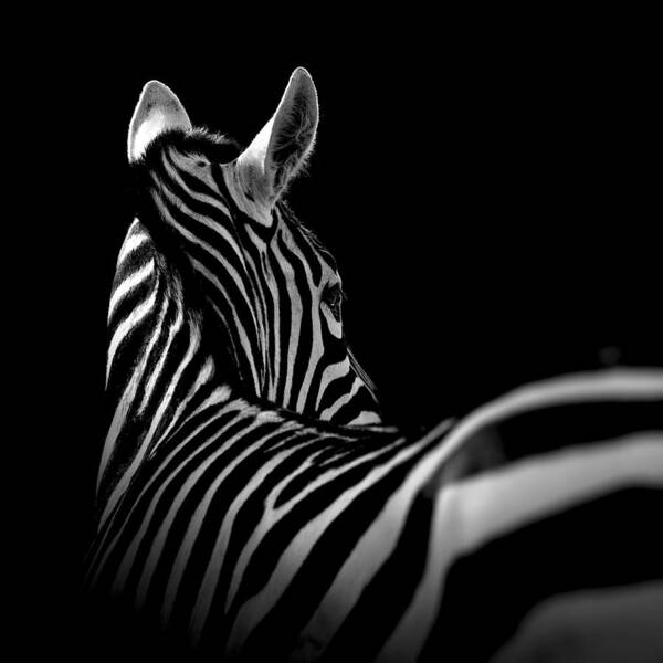 Wall Art - Photograph - Portrait of Zebra in black and white II by Lukas Holas