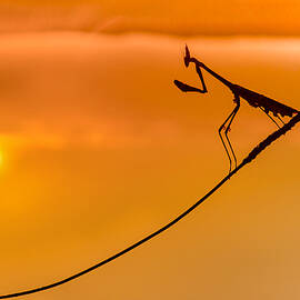 Prayer by Ibrahim Canakci