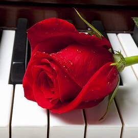 Red rose on piano keys by Garry Gay