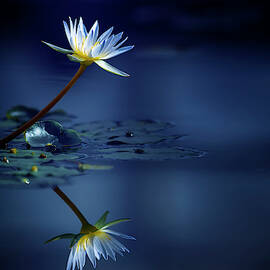 Reflection by Takashi Suzuki