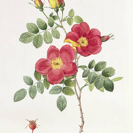 Rosa Eglantera Punicea by Pierre Joseph Redoute