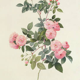 Rosa Multiflora Carnea by Pierre Joseph Redoute