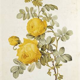 Rosa Sulfurea by Pierre Redoute