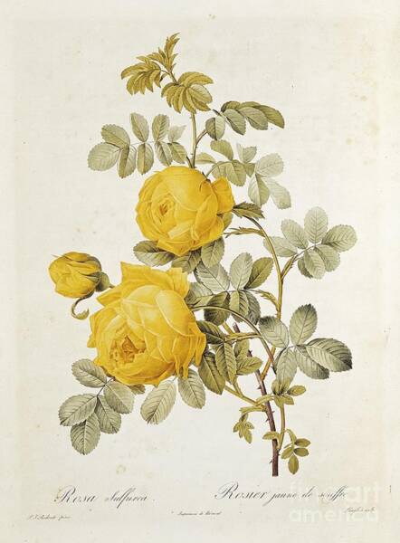 Wall Art - Drawing - Rosa Sulfurea by Pierre Redoute
