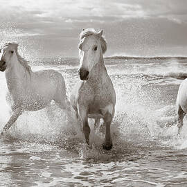 Run White Horses II by Tim Booth
