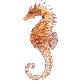 Seahorse by Peter Farago